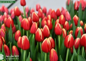 Tulipa Leen van der Mark (3)